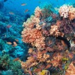 arrecifes-coral