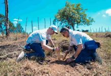 Colaboradores de Grupo Popular realizan jornada de reforestación en Plan Sierra